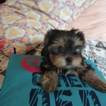 Фото №4 Продажа