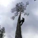 Фото №9 в Краснознаменск Спил и Обрезка деревьев. 