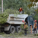 Вывоз деревьев по доступной цене!