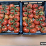 Фото №4 помидор