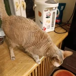 Фото №4 Муха, домашняя кошечка породы корниш-рекс ищет дом