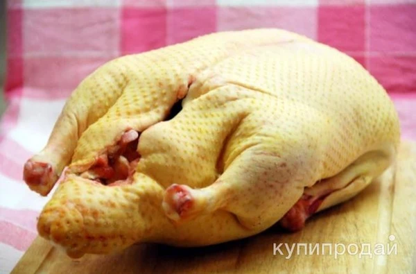 Фото Утки Гуси