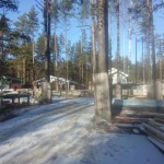Фото №24 ПРОШЛО 2 ГОДА. Спил деревьев - КОМАРОВО. (Зеленогорск) 