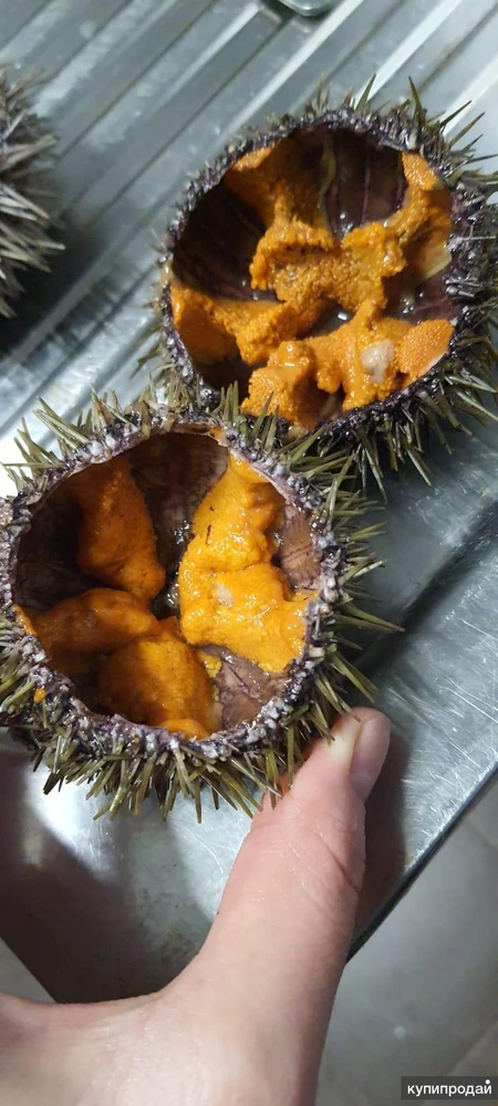 Фото Морепродукты