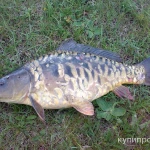 фото Карп живой