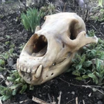 Фото №10 Череп медведя имитация