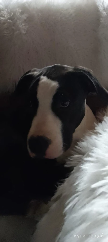 Фото Амстаф