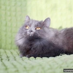 Фото №4 Роскошный красавец нибелунг Ротшильд в добрые руки