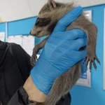 Фото №2 Я Енотик- Полоскун