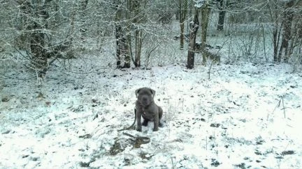Фото Обучение и дрессировка собак