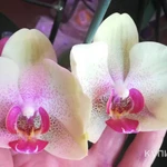 Фото №2 Орхидея Liodora, Чёрный лебедь, Тропикана