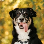 Фото №3 Том в поиске дома