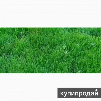 Фото Овсяница тростниковая