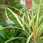 Пересадка комнатных растений