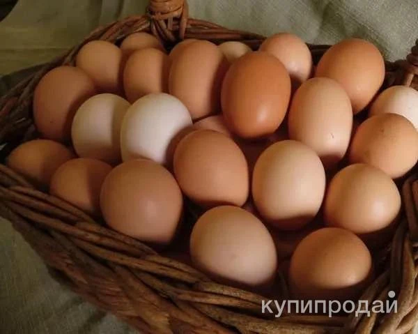 Фото Домашние яйца