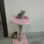 Фото №5 Котята