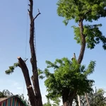 Фото №2 спил деревьев