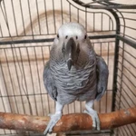 Фото №4 Продам птенцов крупного попугаях