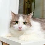 Фото №5 Мелисса – пушистая кошечка в дар заботливым хозяевам