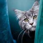 Ремонт компьютеров\ноутбуков, выезд