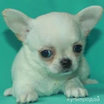 Фото №5 чихуахуа белая ГШ девочка шоу