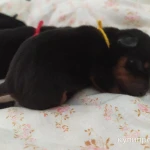 Фото №8 Щенки цвергпинчер