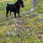 Фото №3 Щенки цвергпинчер