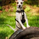 Фото №7 Красивый пёс Дарий в добрые руки.