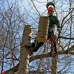 Спиливание (спил) и омоложение деревьев