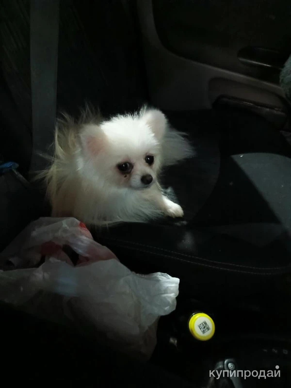 Фото Собака