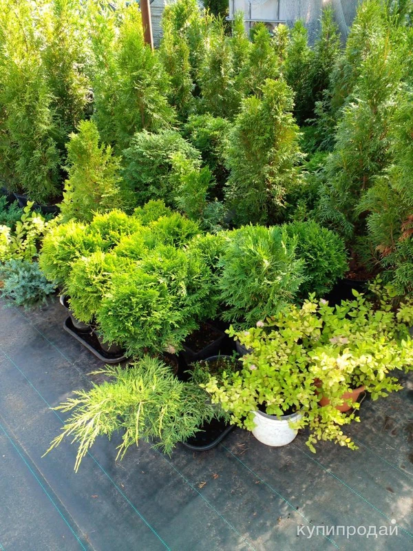 Фото Саженцы хвойных растений. Туи, можжевельники.