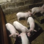 Фото №3 Продаются поросята ландрас