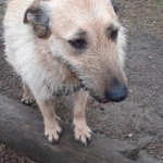 Фото №4 Ищу дом для собаки-друга