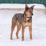 Фото №5 Идеальный семейный пес, молодой мальчик Бруно в добрые руки