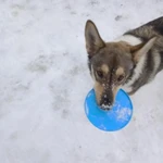 фото Игрушка для собаки диск тарелка