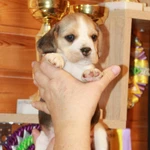 Фото №7 щенки бигля ркф