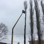 Фото №3 Услуги по спиливанию деревьев