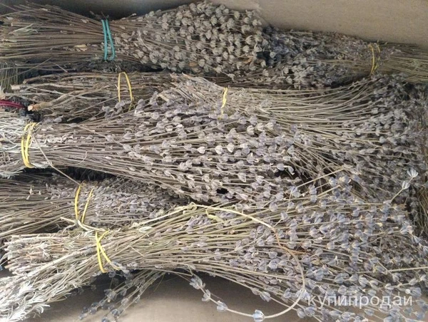 Фото Лаванда Крымская пучки/россыпь.