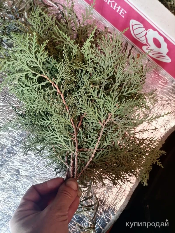 Фото Плосковеточник пучки. Цена за штуку.