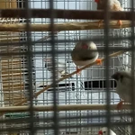 Фото №2 ПРОДАМ зебровых амадин