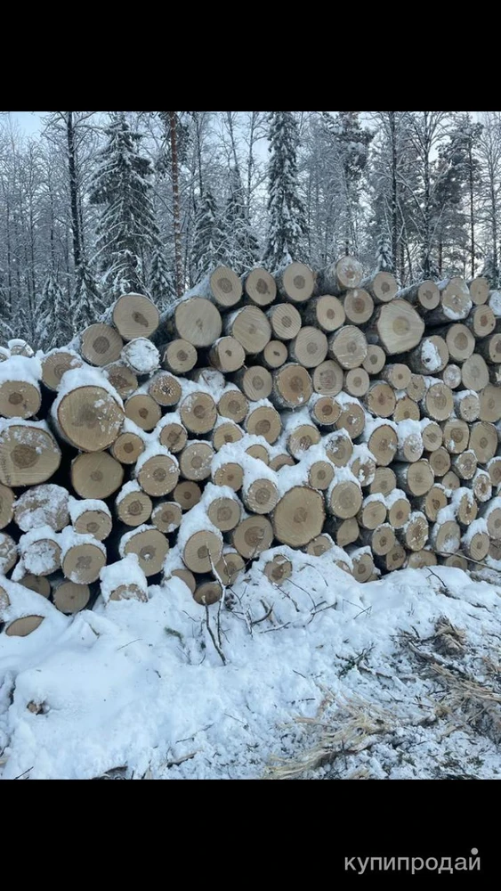 Фото Покупаем берёзовый кругляк, комель.