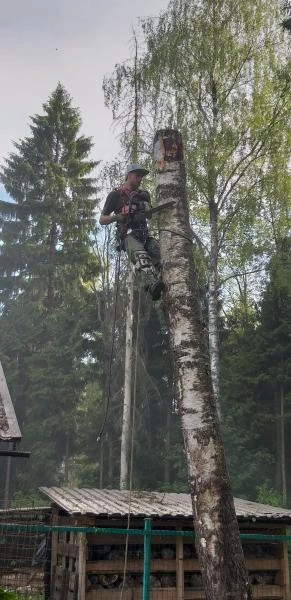 Фото Спил деревьев