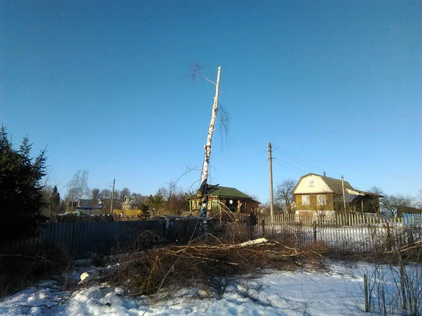 Фото Обрезка деревьев,кустов,сучков любой сложности.