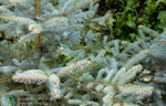 фото Голубая ель 1-1,5 м. (Picea pungens Glauca Misty Blue)