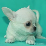 Фото №9 чихуахуа белая ГШ девочка шоу