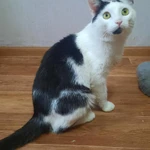 Фото №2 Кот в ответственные руки