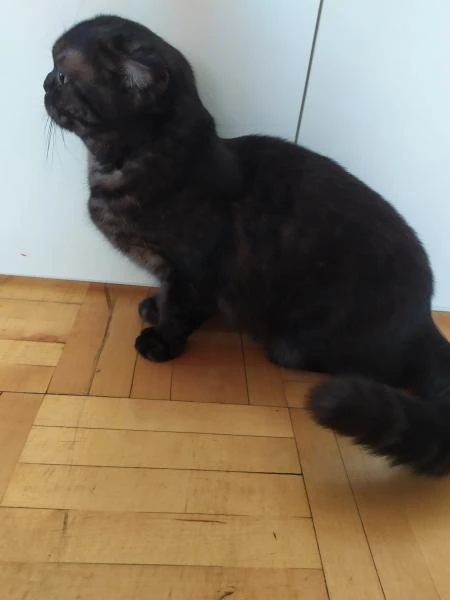 Фото Ищем котика на вязку