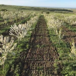 Фото №7 Готовый бизнес, черешневый сад 11,4 Га