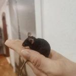 Фото №4 Сатиновые мышки