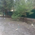 Фото №54 Выполнен объект Валка Расчистка Спил Уборка. 101 фотография.